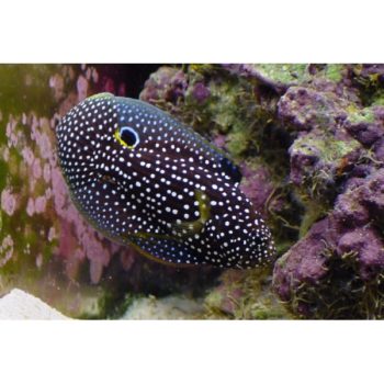Calloplesiops altivelis – Marine Betta - Ψάρια Θαλασσινού