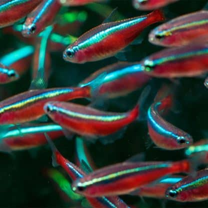 Paracheirodon axelrodi -Cardinal Tetra 2.5 cm - Sales