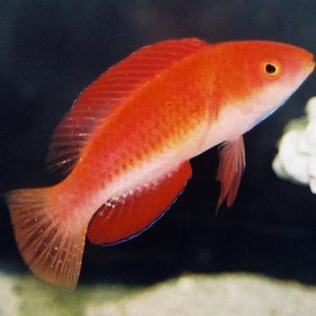 Cirrhilabrus rubripinnis – Wrasse Red Finned Fairy - Ψάρια Θαλασσινού