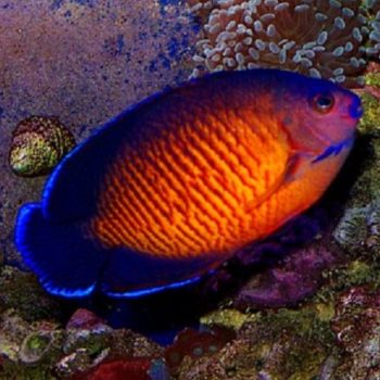 Centropyge bispinosus M – Coral Beauty Angelfish - Ψάρια Θαλασσινού