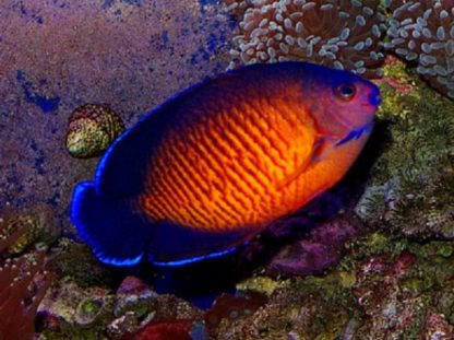 Centropyge bispinosus M – Coral Beauty Angelfish - Ψάρια Θαλασσινού