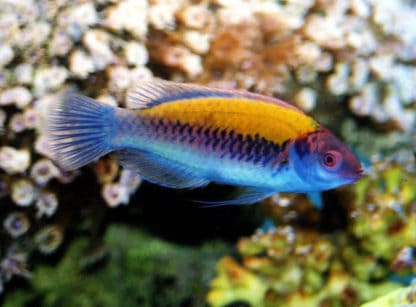 Cirrhilabrus aurantidorsalis M – Orangeback Fairy Wrasse - Ψάρια Θαλασσινού