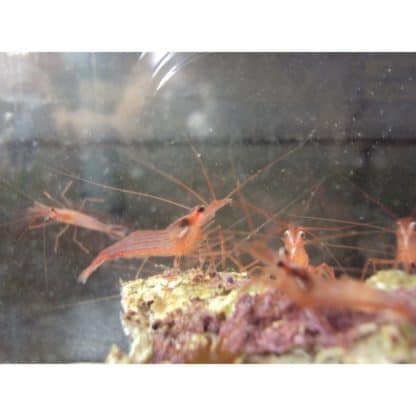 Lysmata wurdemani L- Peppermint Shrimp - Ασπόνδυλα Θαλασσινού