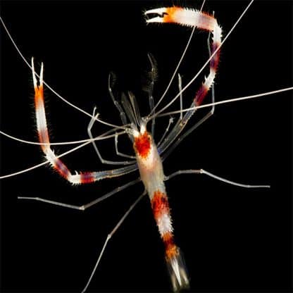 Stenopus hispidus M – Banded Coral Shrimp - Ασπόνδυλα Θαλασσινού