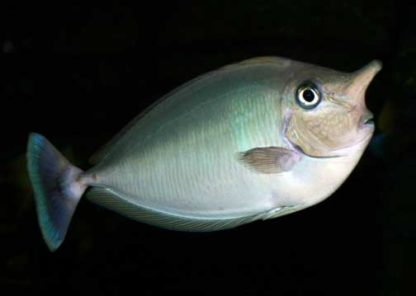 Naso brevirostis M – Short Nosed Unicornfish - Ψάρια Θαλασσινού
