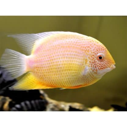 Severum Red Spot (L)-0