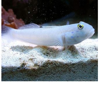 Valenciennea sexguttata S – Sixspot Goby - Ψάρια Θαλασσινού