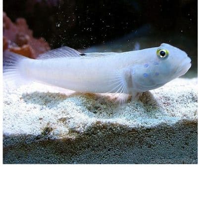 Valenciennea sexguttata M  – Sixspot Goby - Ψάρια Θαλασσινού