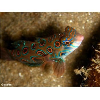 Synchiropus picturatus – Picturesque Dragonet - Ψάρια Θαλασσινού