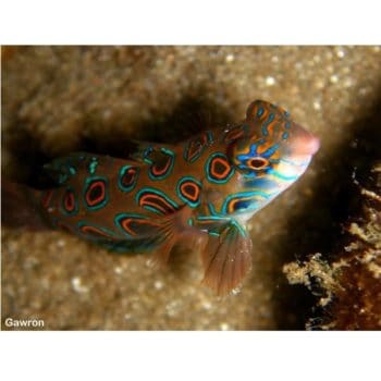 Synchiropus Picturatus-0