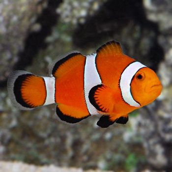 Amphiprion ocellaris  – Percula Clownfish  3-4 cm - Ψάρια Θαλασσινού