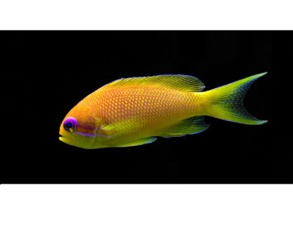 Pseudanthias squamipinnis (Female) M – Lyretail Anthias - Ψάρια Θαλασσινού