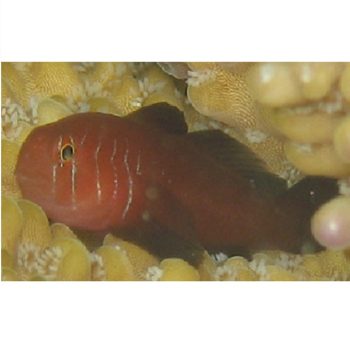 Gobiodon quinquestrigatus M – Five-Lined Coral Goby - Ψάρια Θαλασσινού
