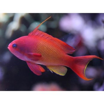 Pseudanthias squamipinnis -Lyretail anthias (Male)-M - Ψάρια Θαλασσινού