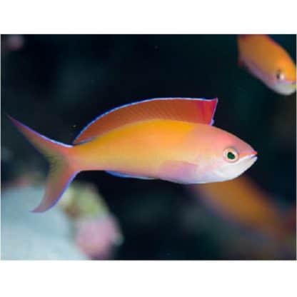 Pseudanthias dispar (Female) M- Madder Seaperch - Ψάρια Θαλασσινού