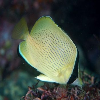 Chaetodon citrinellus  - Speckled butterflyfish