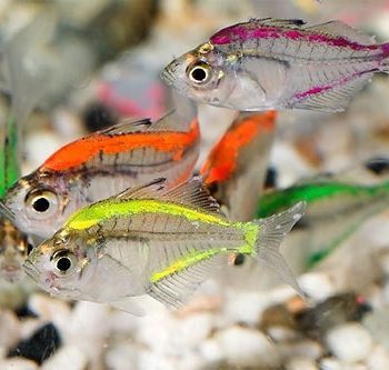 Parambassis ranga- Color Glass Fish M - Ψάρια Γλυκού