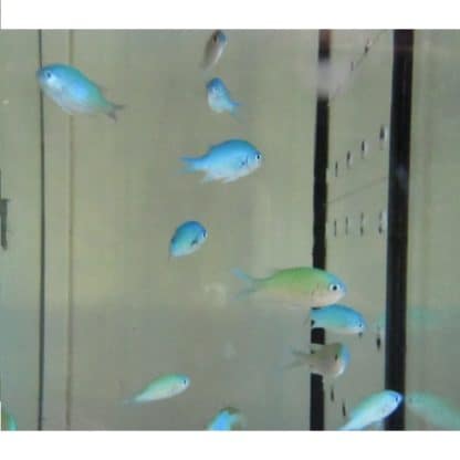 Chromis viridis S – Green Chromis - Ψάρια Θαλασσινού
