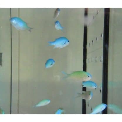 Chromis Viridis -0