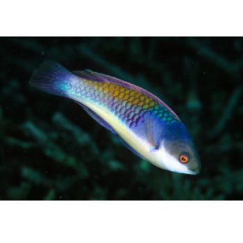 Cirrhilabrus cyanopleura M – Blueside Wrasse - Ψάρια Θαλασσινού