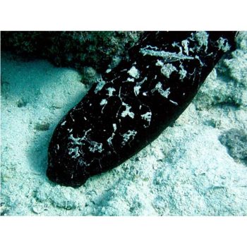 Holothuria atra – Black Sea Cucumber - Ασπόνδυλα Θαλασσινού