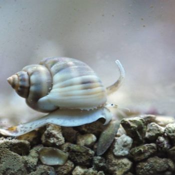 Nassarius dorsatus-Sand cleaner snail-M - Ασπόνδυλα Θαλασσινού