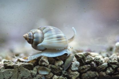 Nassarius dorsatus-Sand cleaner snail-M - Ασπόνδυλα Θαλασσινού