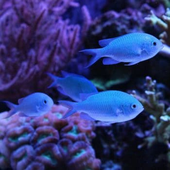 Blue Chromis Viridis