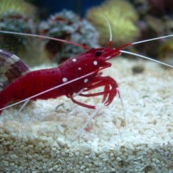 Lysmata debelius S – Blood Red Fire Shrimp - Ασπόνδυλα Θαλασσινού