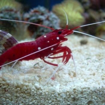 Lysmata debelius L – Blood Red Fire Shrimp - Ασπόνδυλα Θαλασσινού