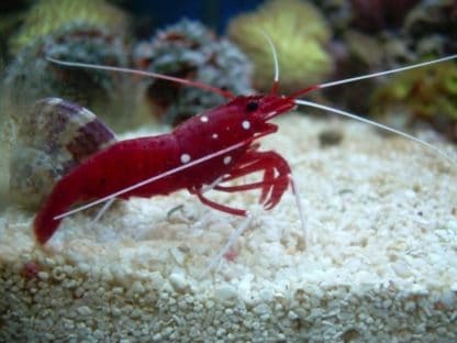 Lysmata debelius M – Blood Red Fire Shrimp - Ασπόνδυλα Θαλασσινού