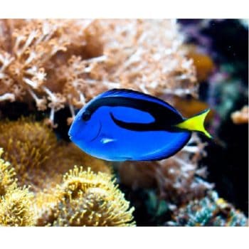Paracanthurus hepatus S – Blue Tang - Ψάρια Θαλασσινού
