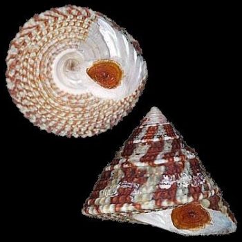 Trochus sp-Top shell-M - Ασπόνδυλα Θαλασσινού