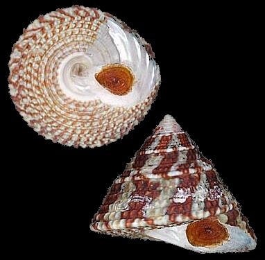Trochus histrio – Turban Snails - Ασπόνδυλα Θαλασσινού