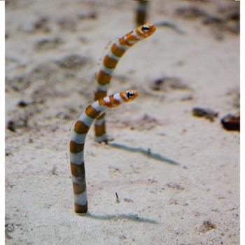 Gorgasia preclara – Splendid Garden Eel - Ψάρια Θαλασσινού