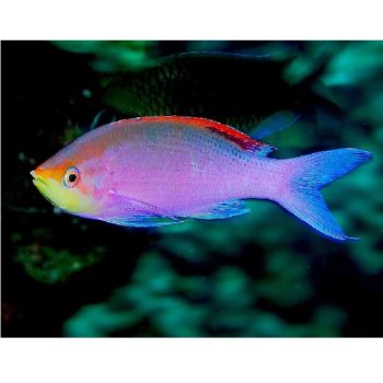 Pseudanthias tuka (Female) M – Purple Anthias - Ψάρια Θαλασσινού