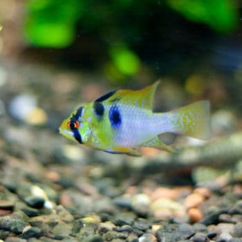 Mikrogeophagus ramirezi – Butterfly Cichlid - Ψάρια Γλυκού