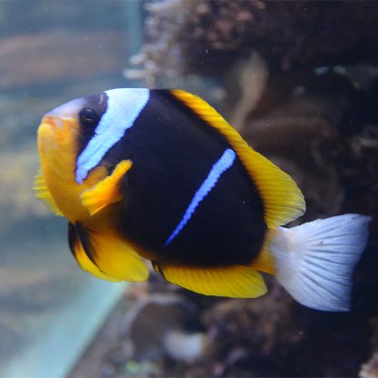 Amphiprion allardi M - Allard's clownfish