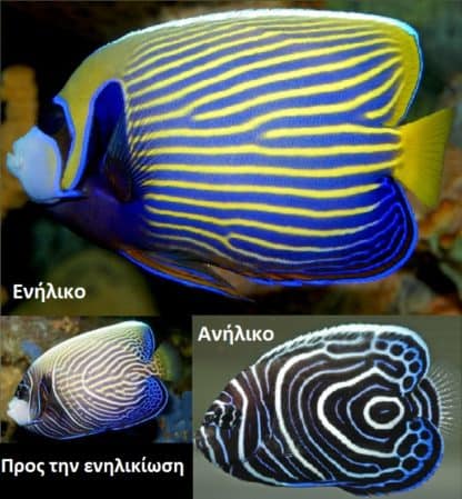 Pomacanthus imperator (Juv) M – Emperor Angelfish - Ψάρια Θαλασσινού