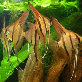 Pterophyllum altum – Altum Angelfish - Ψάρια Γλυκού