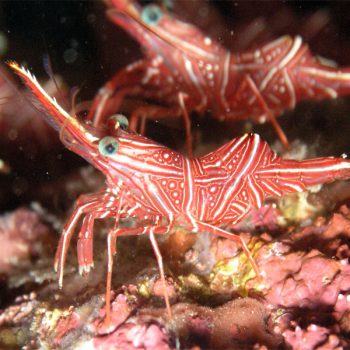 Rhynchocinetes durbanensis - Camel Shrimp