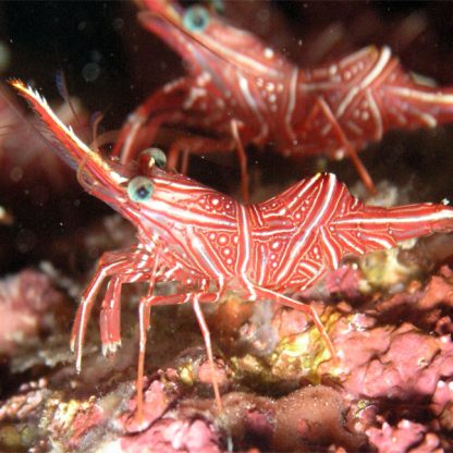 Rhynchocinetes durbanensis - Camel Shrimp