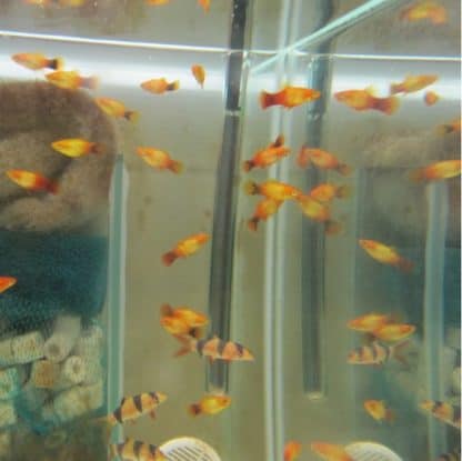 Xiphophorus maculatus -Platy Assorted 2.5cm - Ψάρια Γλυκού