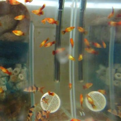 Xiphophorus maculatus -Platy Assorted 2.5cm - Ψάρια Γλυκού
