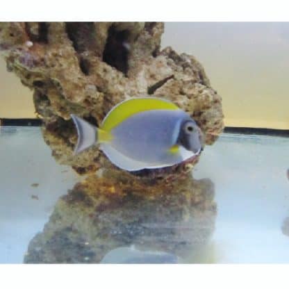 Acanthurus leucosternon S – Powder Blue Tang - Ψάρια Θαλασσινού