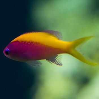 Pseudanthias evansi M – Yellowback Anthias - Ψάρια Θαλασσινού