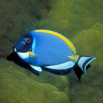 Acanthurus leucosternon  -Powder blue tang-M - Ψάρια Θαλασσινού