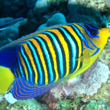 Pygoplites Diacanthus-0