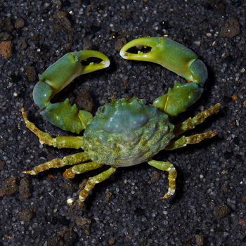 Mithrax sculptus M – Emerald Crab - Ασπόνδυλα Θαλασσινού