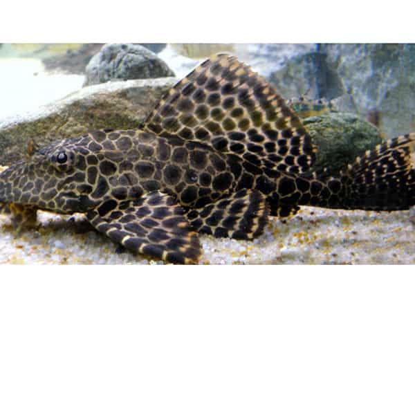Hypostomus plecostomus Αquario.gr Το καλύτερο ενυδρειακό κατάστημα